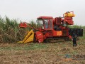 广西甘蔗生产加快推进全程机械化