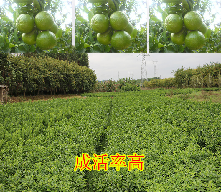 广西附近哪里有皇帝柑苗大量批发-- 柳州市绿盛农业科技有限公司
