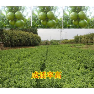 广西附近哪里有皇帝柑苗大量批发