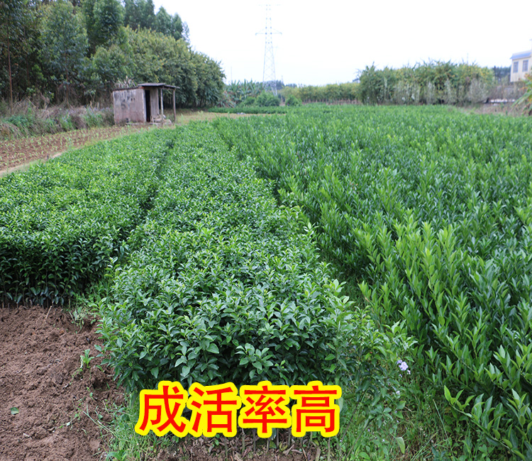 哪里有广西沃柑苗出售-- 柳州市绿盛农业科技有限公司