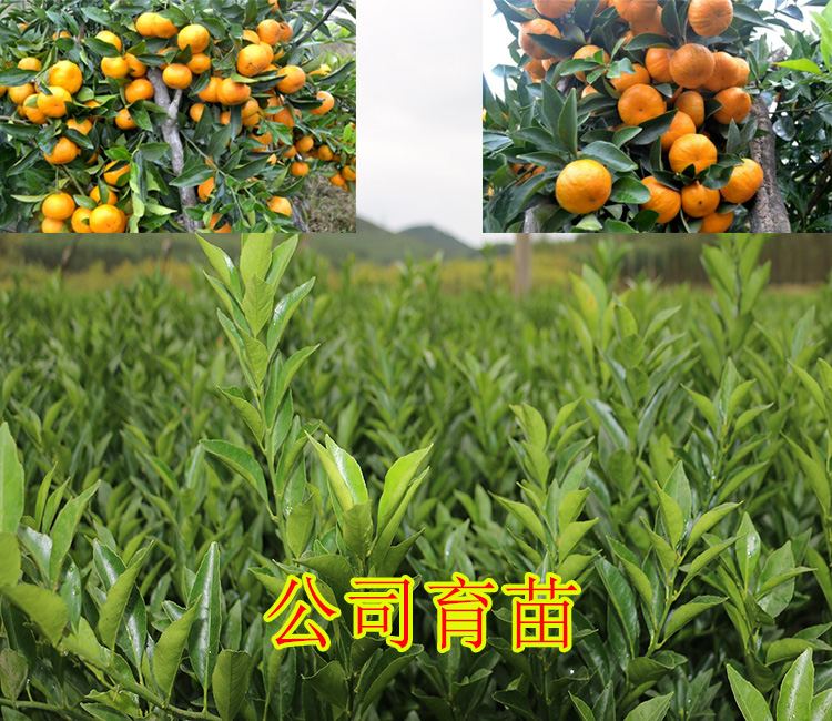 南宁哪里有南瓜橘果树苗买-- 柳州市绿盛农业科技有限公司