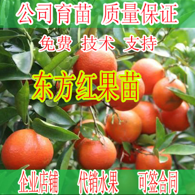 武宣哪里有柑橘新品种东方红苗销售-- 柳州市绿盛农业科技有限公司