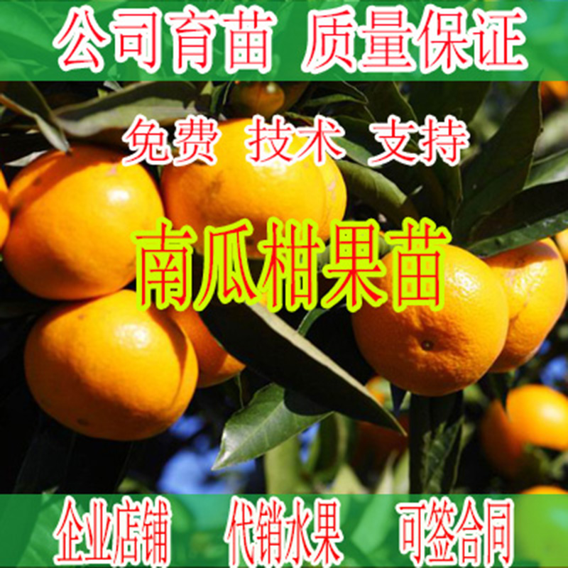武宣哪里有南瓜橘果树苗卖-- 柳州市绿盛农业科技有限公司