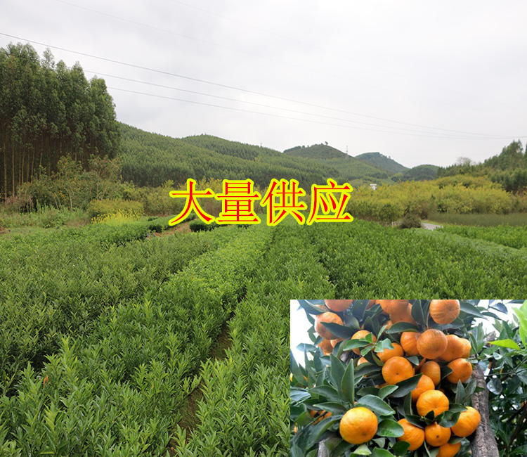 贵州哪里有柑橘苗出售-- 柳州市鑫鑫农业科技有限公司