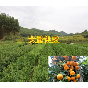 贵州哪里有柑橘苗出售