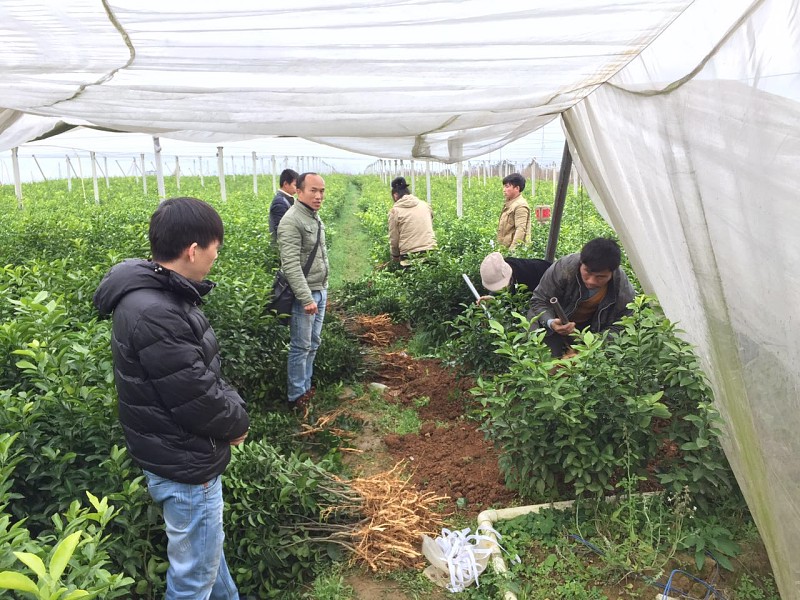 铜仁哪里有柑桔新品种苗销售-- 柳州市绿盛农业科技有限公司