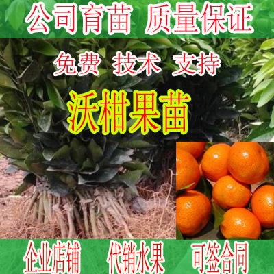 贵州哪里有沃柑果苗培育批发基地-- 柳州市绿盛农业科技有限公司