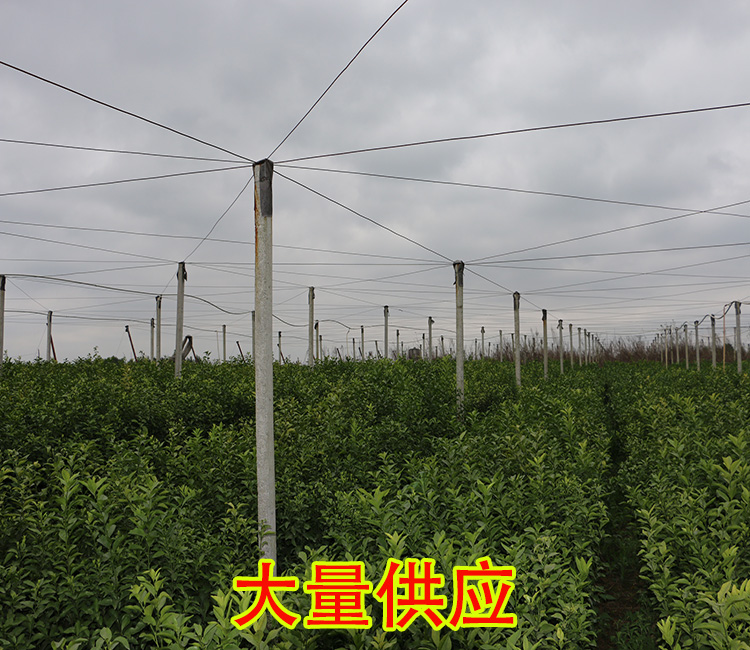贵州哪里有特早柑橘苗出售-- 柳州市绿盛农业科技有限公司