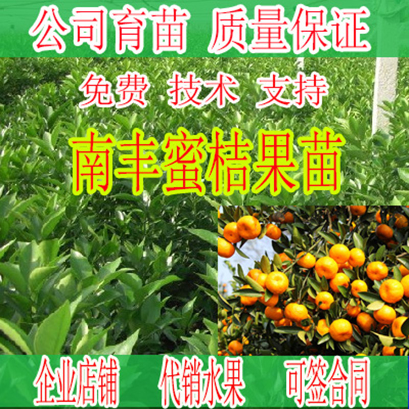 铜仁南丰蜜桔果苗价格多少钱-- 柳州市绿盛农业科技有限公司