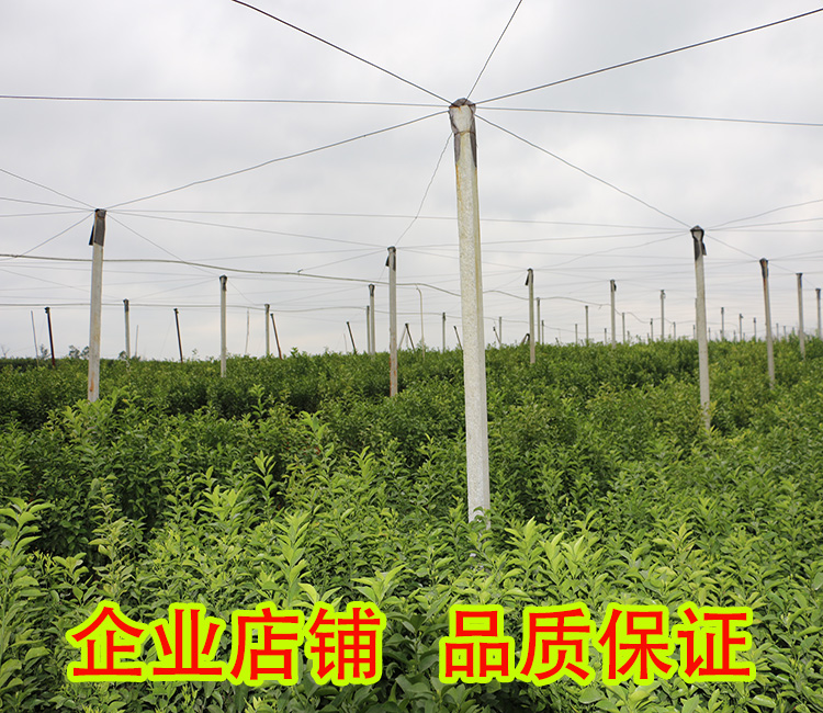 福建无核蜜橙苗价格多少钱-- 柳州市绿盛农业科技有限公司