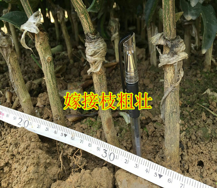 楚雄州哪里找到大量批发果苗网-- 柳州市鑫鑫农业科技有限公司