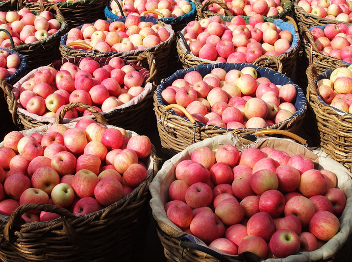 山东红富士苹果价格膜袋苹果-- 山东红富士苹果产地