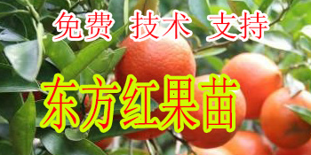 福州哪里有东方红橘苗卖-- 柳州市绿盛农业科技有限公司