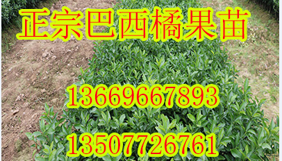 重庆哪里有巴西蜜桔苗供应-- 柳州市绿盛农业科技有限公司