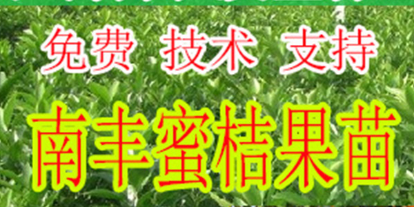 安顺哪里有南丰蜜桔果苗批发-- 柳州市绿盛农业科技有限公司