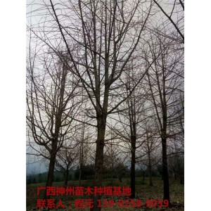 桂林优质银杏树供应基地 桂林优质银杏树批发价格
