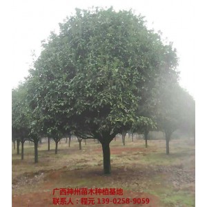 桂林优质桂花树供应基地 桂林优质桂花树批发价格