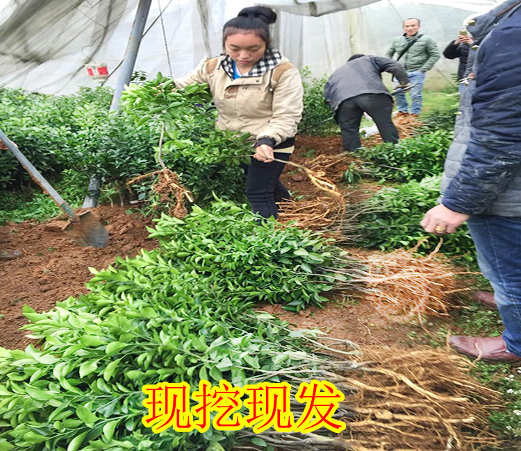 红河哪里有马水橘果苗卖-- 柳州市鑫鑫农业科技有限公司
