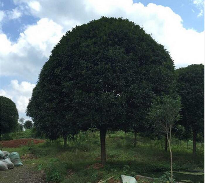 广西桂花树-- 广西神州苗木种植基地