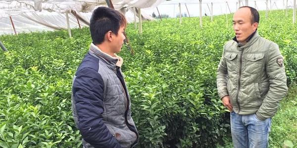 兴义哪里有鹿寨无核蜜橙苗卖-- 柳州市绿盛农业科技有限公司