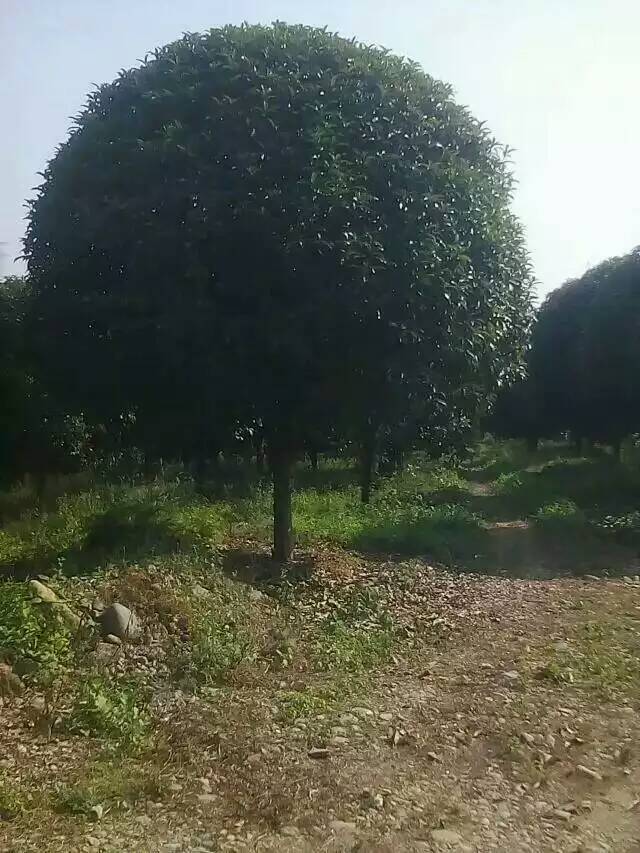 温江桂花树25公分-30公分-- 广西神州苗木种植基地