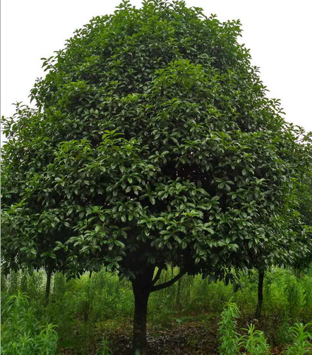 广西桂花树18公分20公分22公分24公分-- 广西神州苗木种植基地