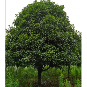 广西桂花树18公分20公分22公分24公分