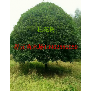 贵州凯里桂花树12公分14公分16公分18公分20公分22公分24公分26公分