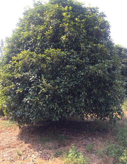 桂林桂花树12公分14公分16公分18公分20公分22公分低分枝-- 广西神州苗木种植基地