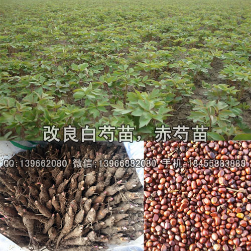 安徽赤芍苗种植 辽宁赤芍苗种值批发-- 亳州市俊杰种植专业合作社