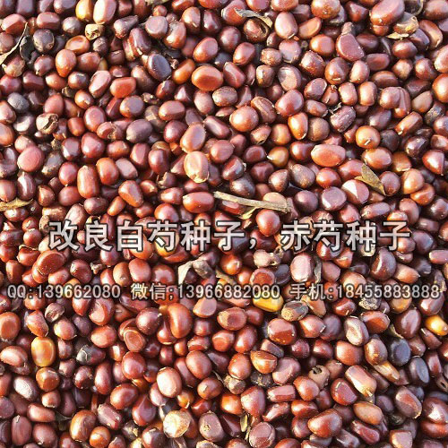 安徽赤芍苗种子种值批发 辽宁赤芍苗种子种植-- 亳州市俊杰种植专业合作社