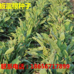 亳州板蓝根种子专业种植 亳州金丝皇菊苗专业种植