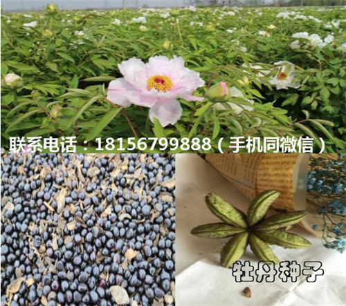 安徽牡丹种子种植园 安徽牡丹种子育苗场-- 亳州市谯城区绿尚种植专业合作社