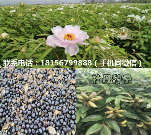 安徽牡丹种子育苗场 安徽牡丹种子种植园-- 亳州市谯城区绿尚种植专业合作社