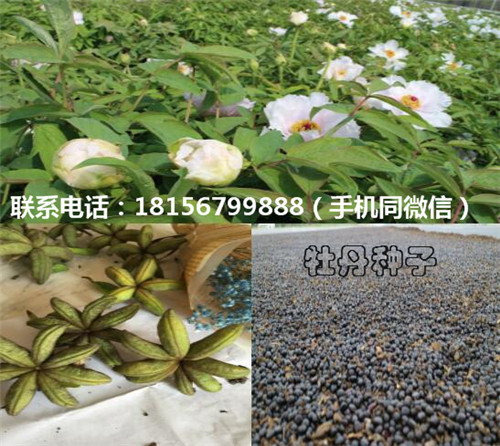 安徽牡丹种子种植园 亳州牡丹种子育苗场-- 亳州市谯城区绿尚种植专业合作社