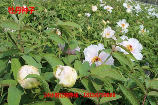 安徽牡丹种子育苗场	亳州牡丹种子种植园-- 亳州市谯城区绿尚种植专业合作社