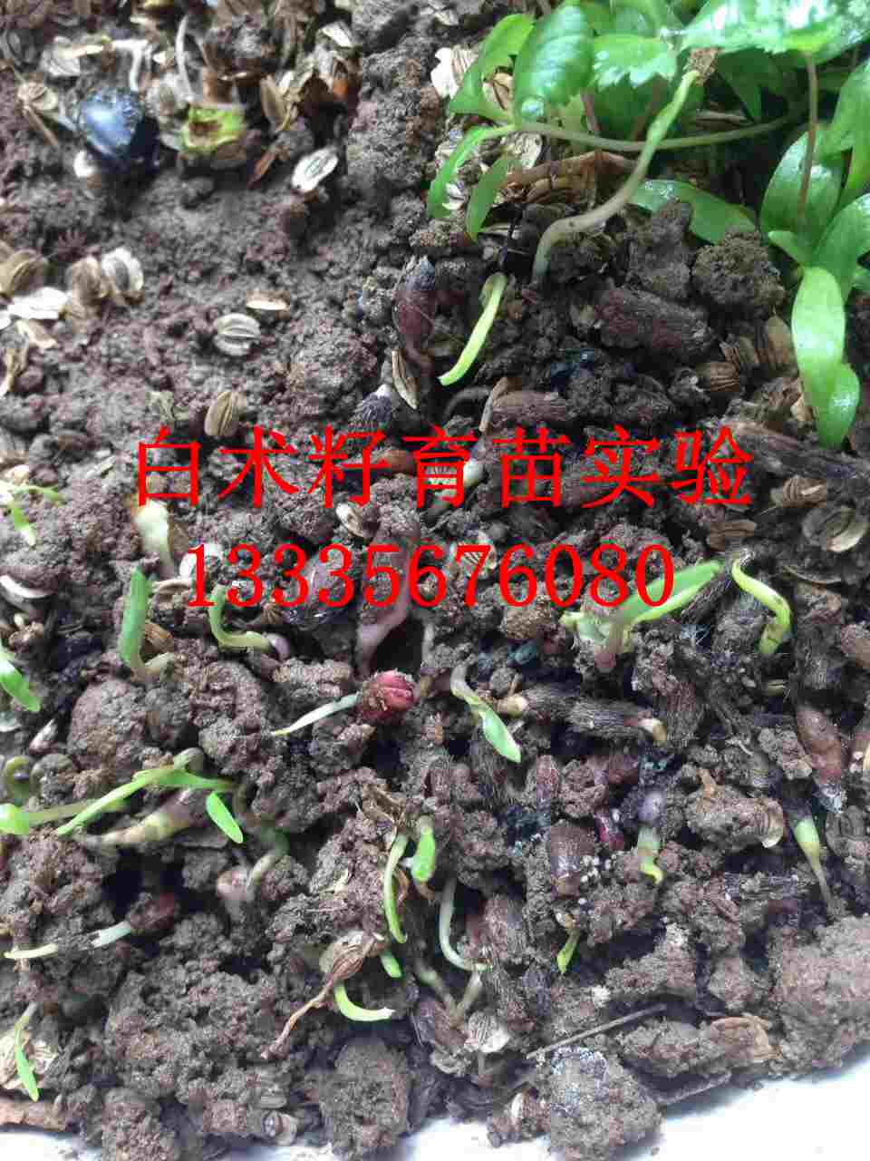 改良白术种子图片-- 鹿邑县安泰种植合作社