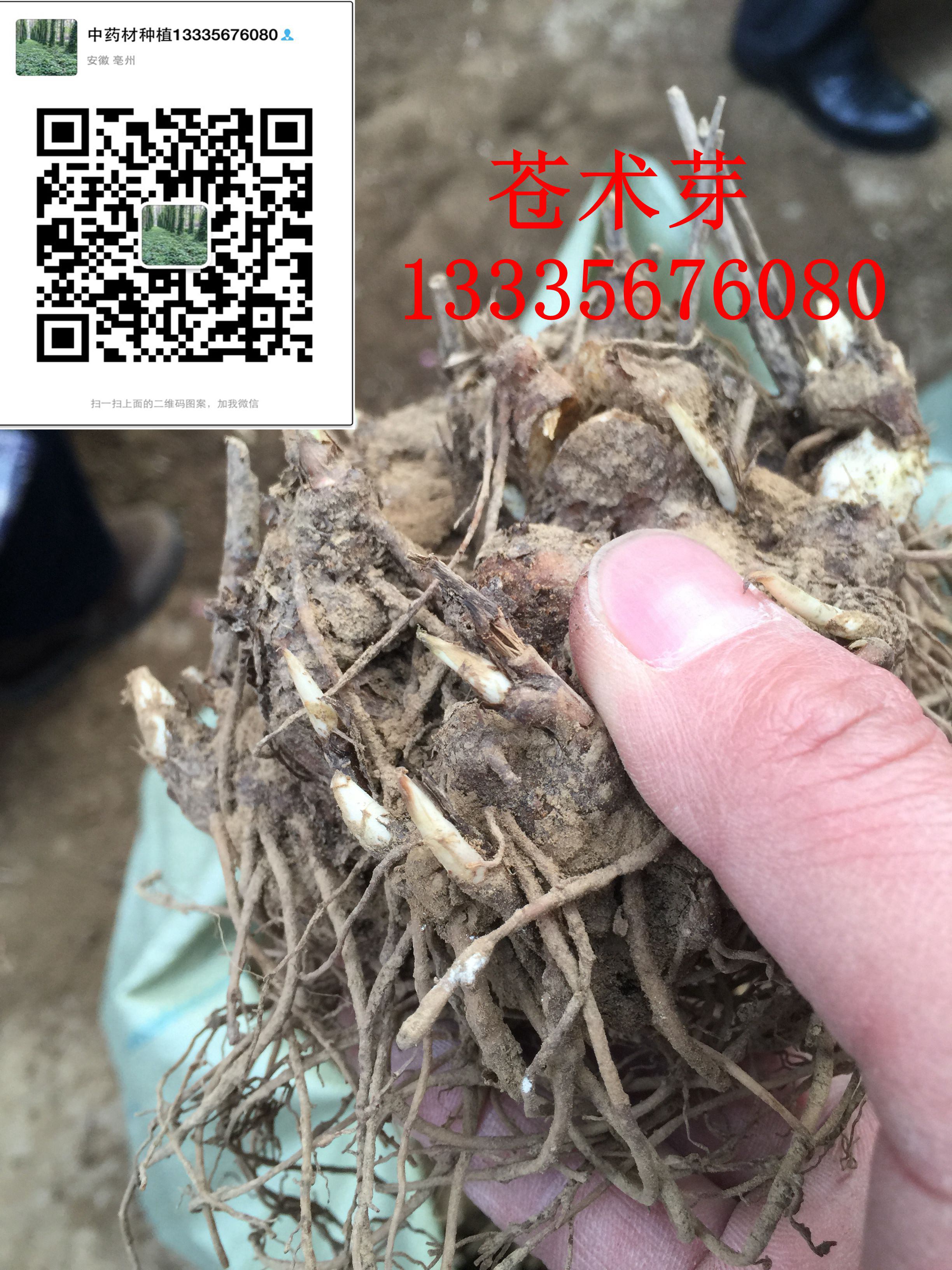 苍术种子 苍术苗价格 北苍术苗图片-- 鹿邑县安泰种植合作社