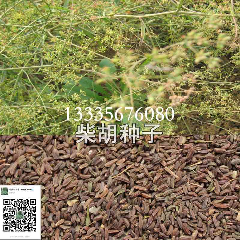 黑柴胡种子图片 红柴胡种子价格 北柴胡种子-- 鹿邑县安泰种植合作社