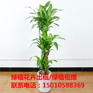 北京优质绿植花卉盆栽租赁公司 北京