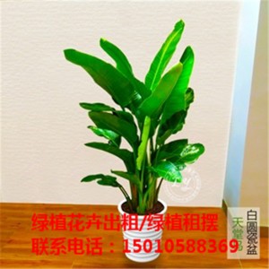 北京专业绿植花卉盆栽租赁公司 北京