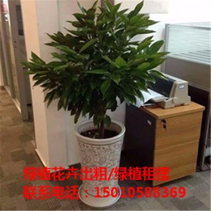 北京绿植花卉盆栽摆租公司 北京绿植花卉盆栽租赁价格