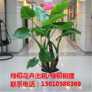 北京花卉绿植盆景出租价格 北京花卉