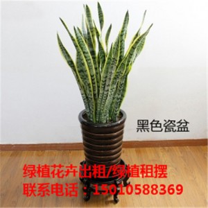 北京花卉绿植盆景租赁价格 北京花卉绿植盆景摆租公司