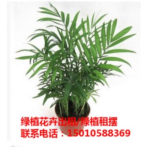北京专业花卉绿植盆景租赁公司 北京优质花卉绿植盆景租赁公司