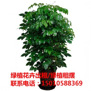 北京绿植花木盆栽租赁公司 北京绿植