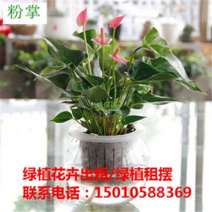 北京水培绿植花卉租赁供应商 北京水