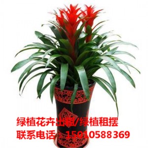 北京中型绿植花卉租摆供应商 北京中型绿植花卉租摆公司
