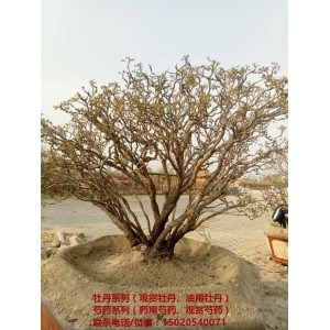 菏泽牡丹树种植基地 菏泽牡丹树苗木