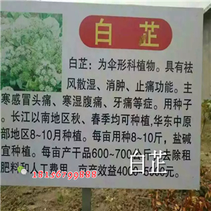 白芷种子哪里有卖-- 亳州市谯城区绿尚种植专业合作社